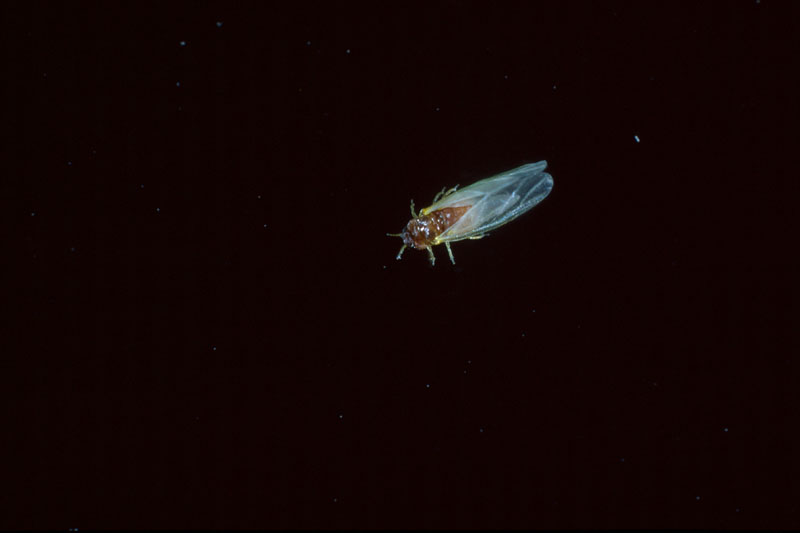 Adelges abietis (Linnaeus)