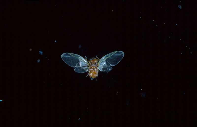 Adelges abietis (Linnaeus)
