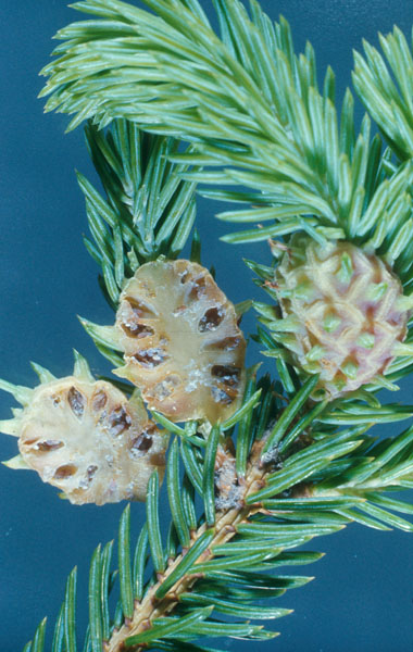 Adelges abietis (Linnaeus)