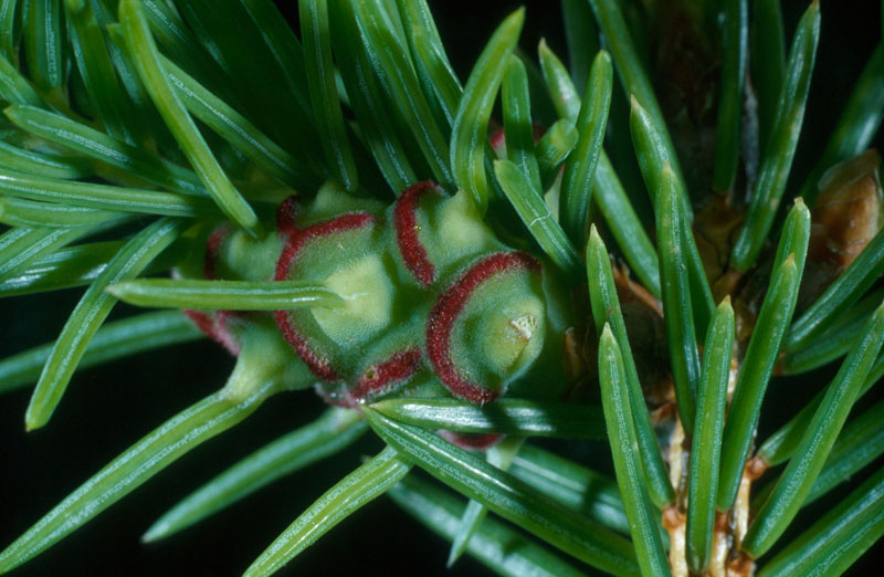 Adelges abietis (Linnaeus)