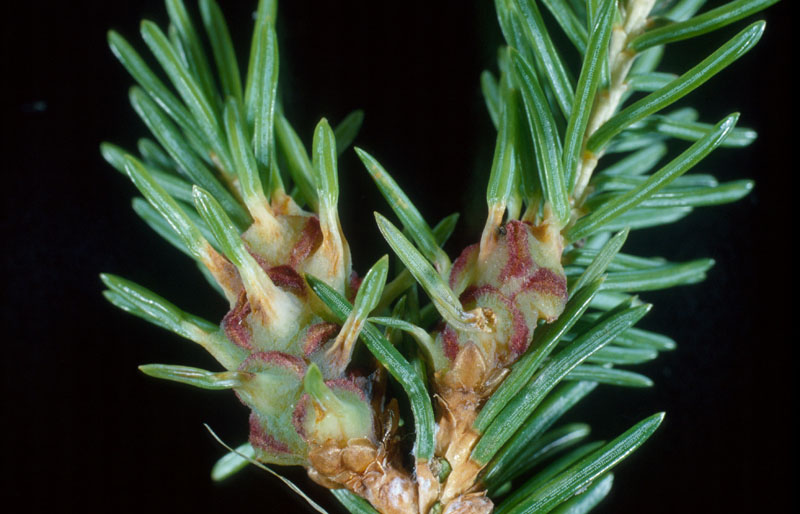 Adelges abietis (Linnaeus)