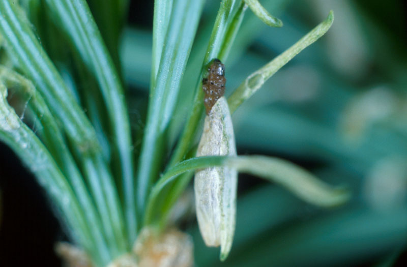 Coleophora laricella (Hubner)