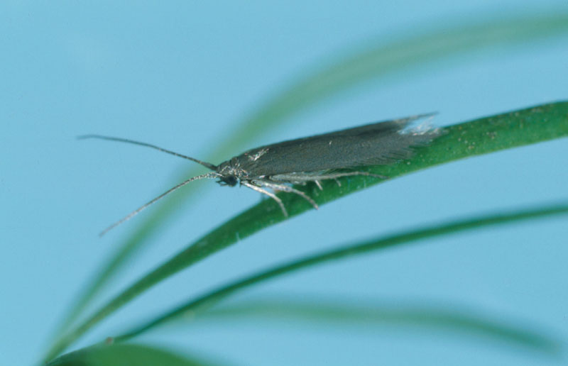 Coleophora laricella (Hubner)