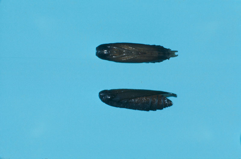 Coleophora serratella (Linnaeus)