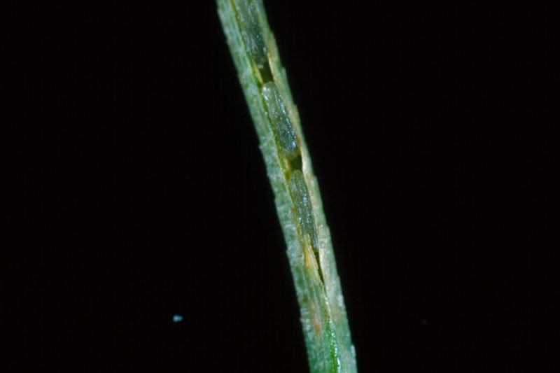 Diprion similis (Hartig)