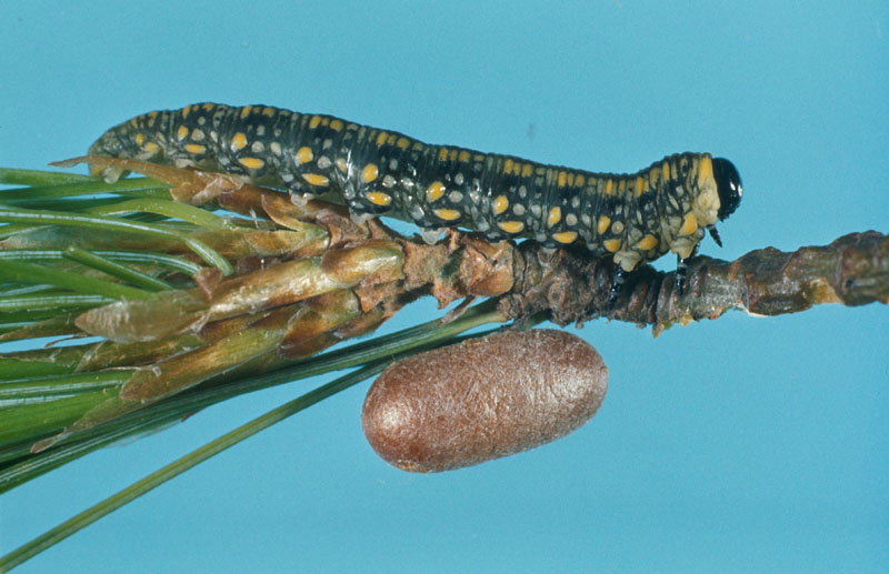 Diprion similis (Hartig)