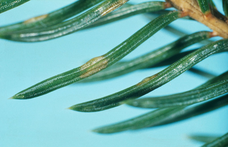 Gilpinia hercyniae (Hartig)