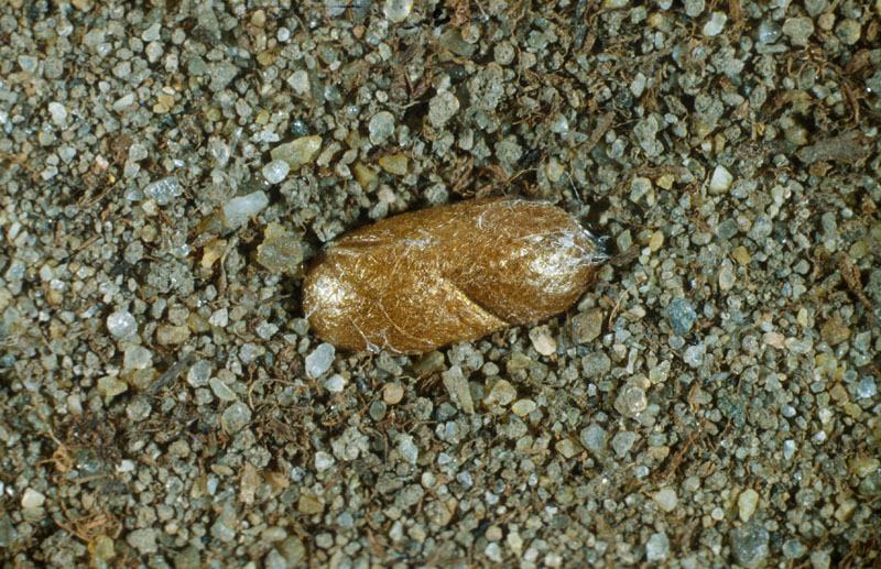 Gilpinia hercyniae (Hartig)