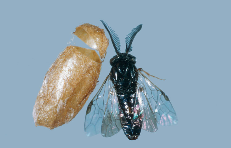 Neodiprion sertifer 