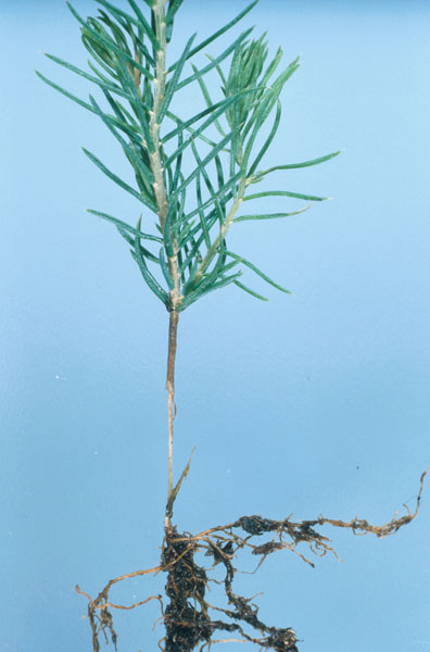 Otiorhynchus ovatus (L.)