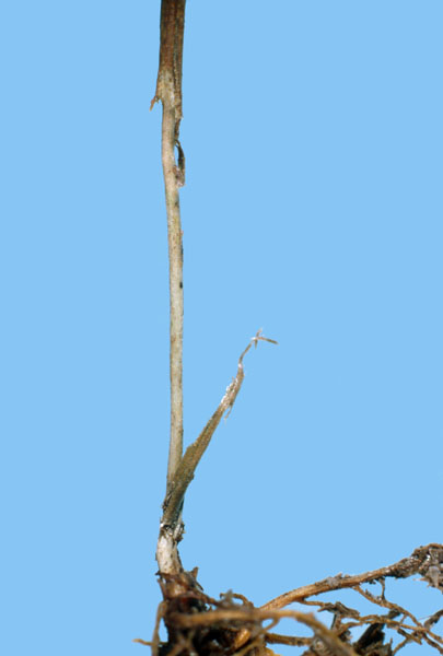 Otiorhynchus ovatus (L.)