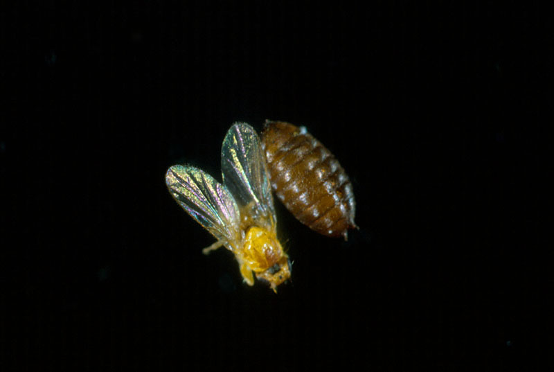 Paraphytomyza populicola (Walker)