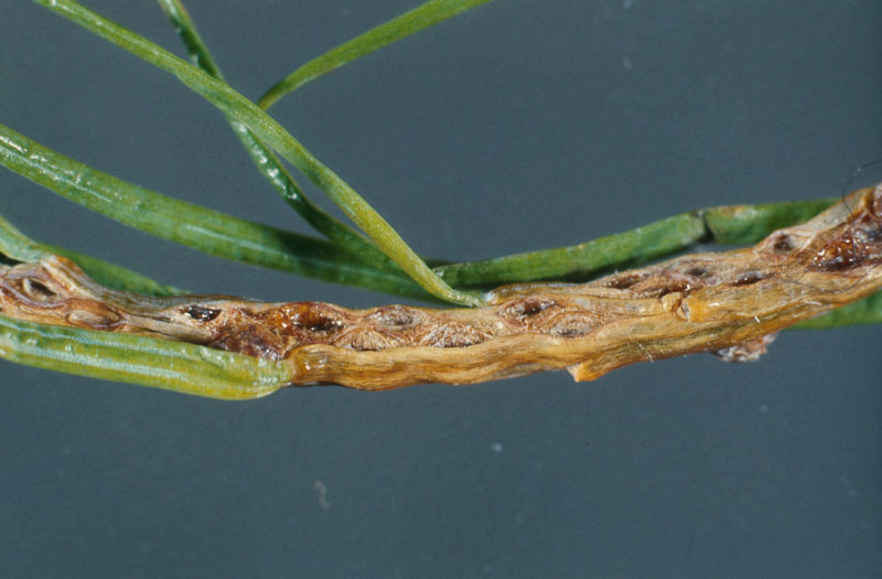 Pristiphora erichsonii (Hartig)