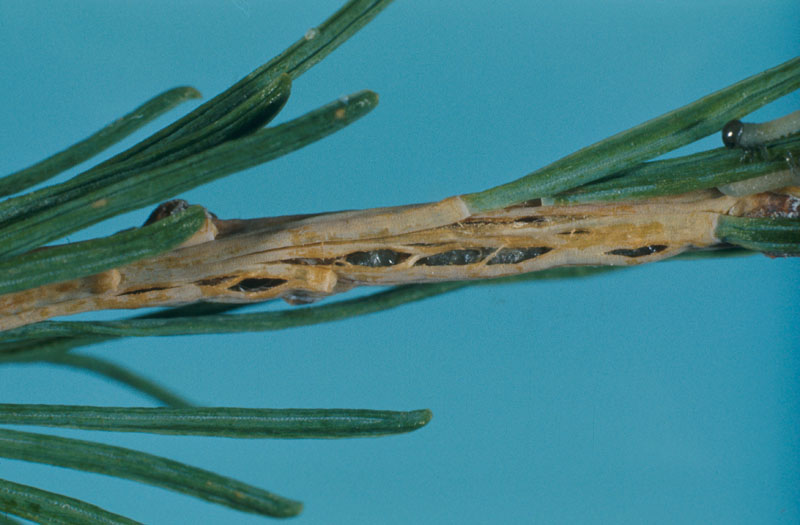 Pristiphora erichsonii 