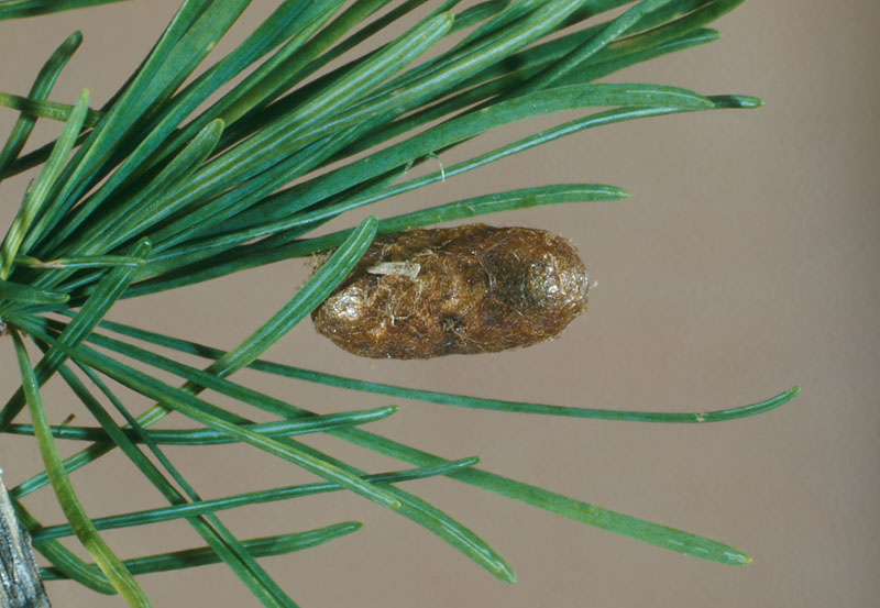 Pristiphora erichsonii (Hartig)