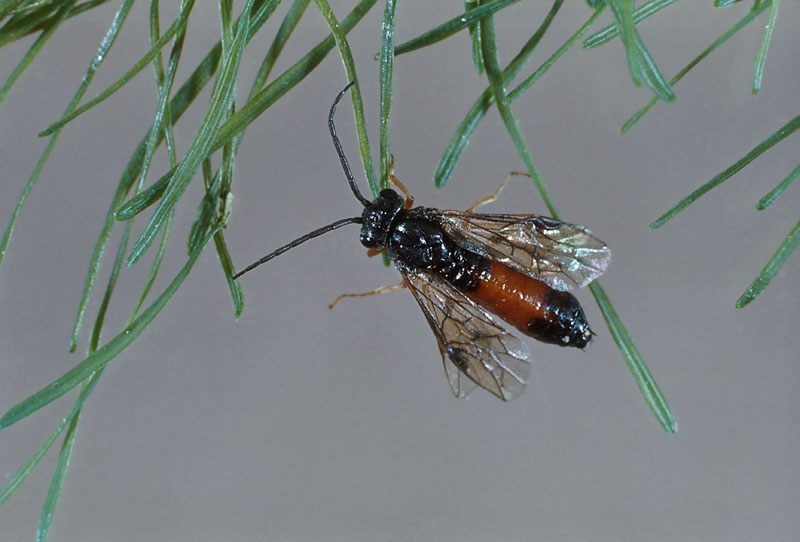 Pristiphora erichsonii (Hartig)