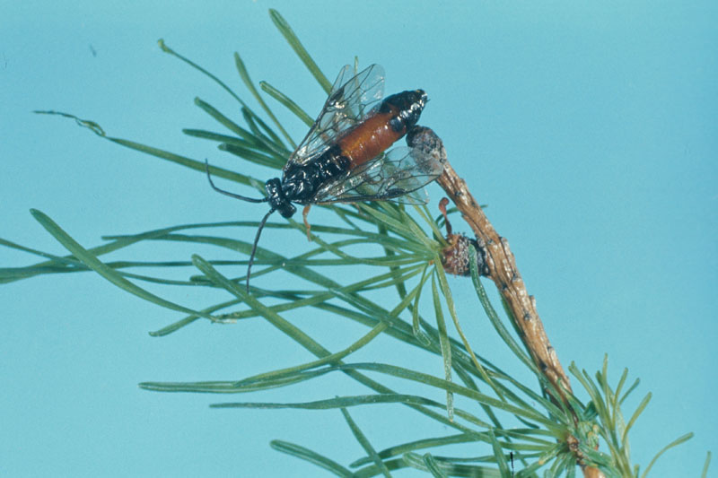 Pristiphora erichsonii (Hartig)