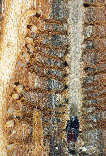 Scolytus multistriatus (Marsham)