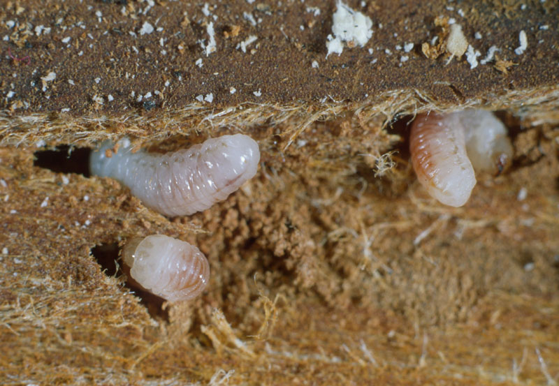 Scolytus multistriatus (Marsham)