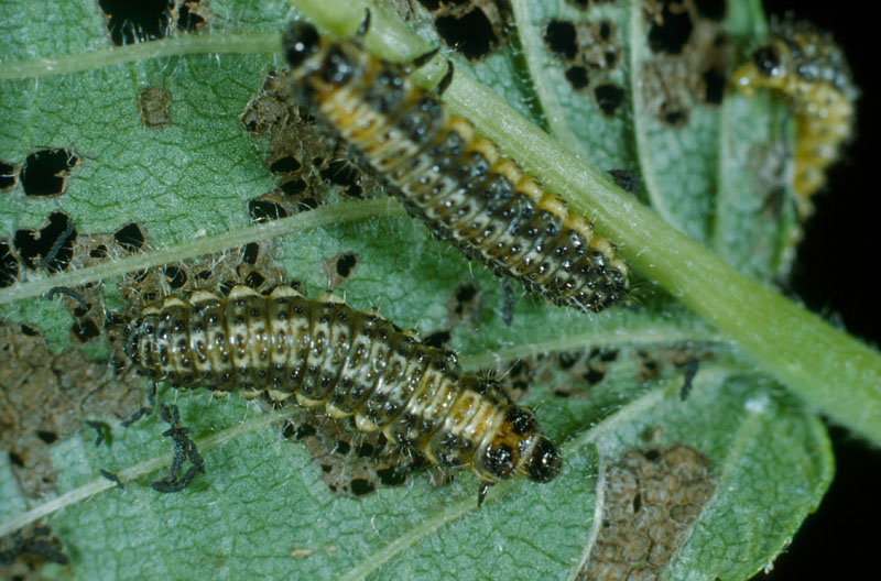 Xanthogaleruca luteola (Müller)