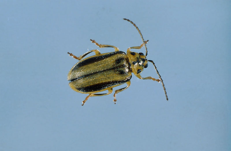 Xanthogaleruca luteola (Müller)