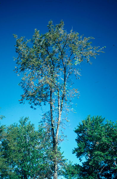 Xanthogaleruca luteola (Müller)