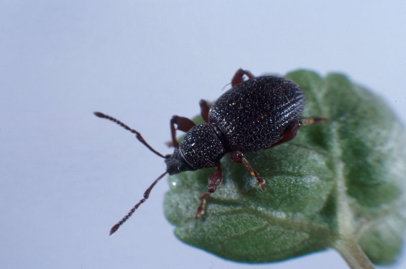 Otiorhynchus ovatus (L.)