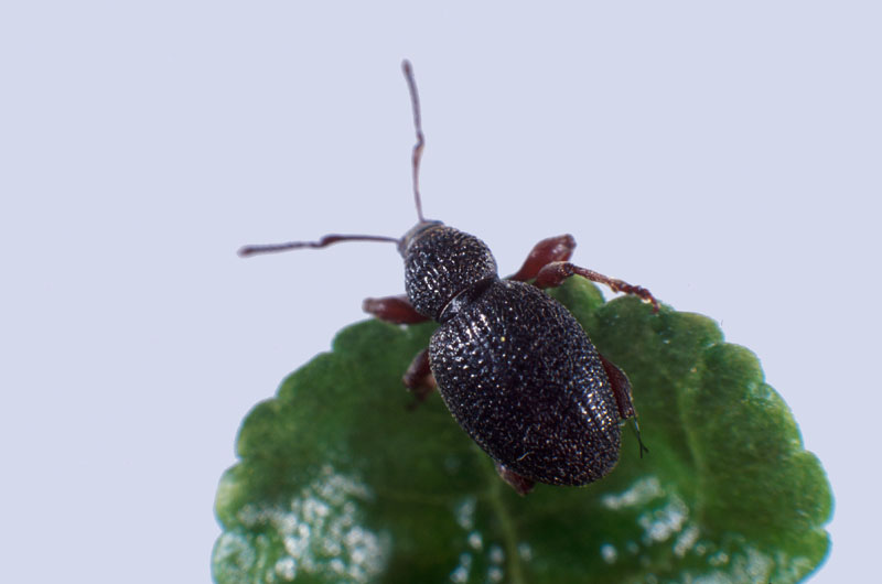 Otiorhynchus ovatus (L.)