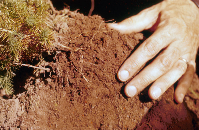 Otiorhynchus ovatus (L.)