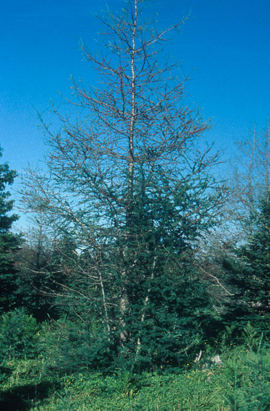 Pristiphora erichsonii (Hartig)