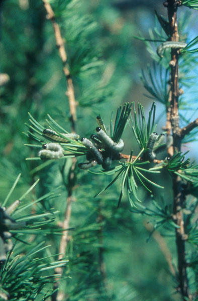 Pristiphora erichsonii (Hartig)