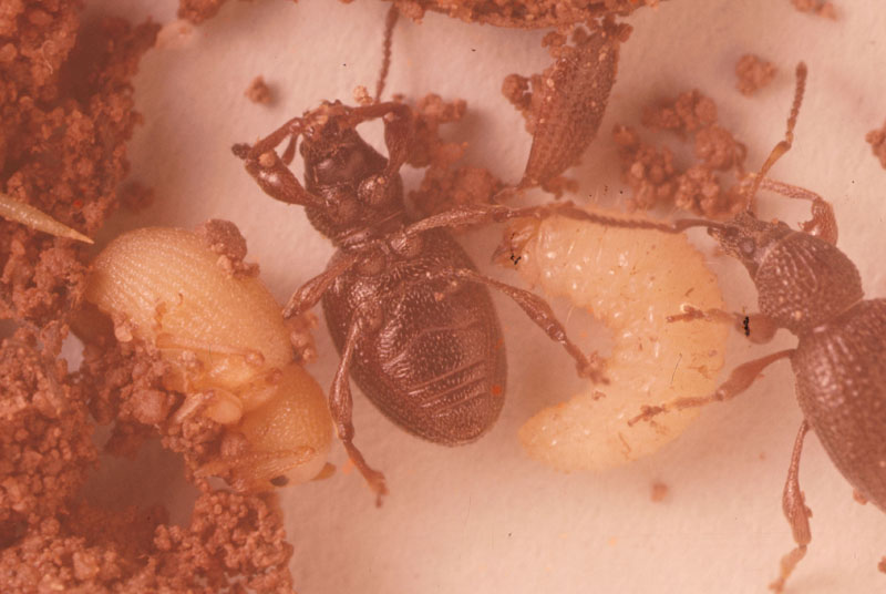 Otiorhynchus ovatus (L.)