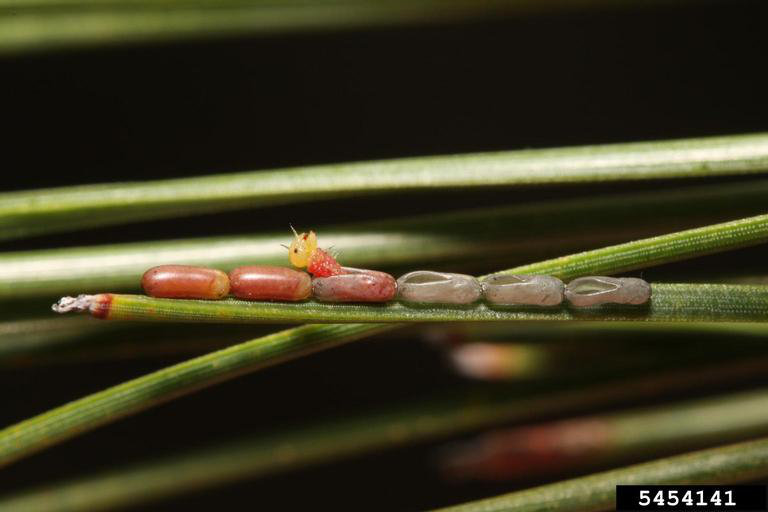 Acantholyda erythrocephala (L.)