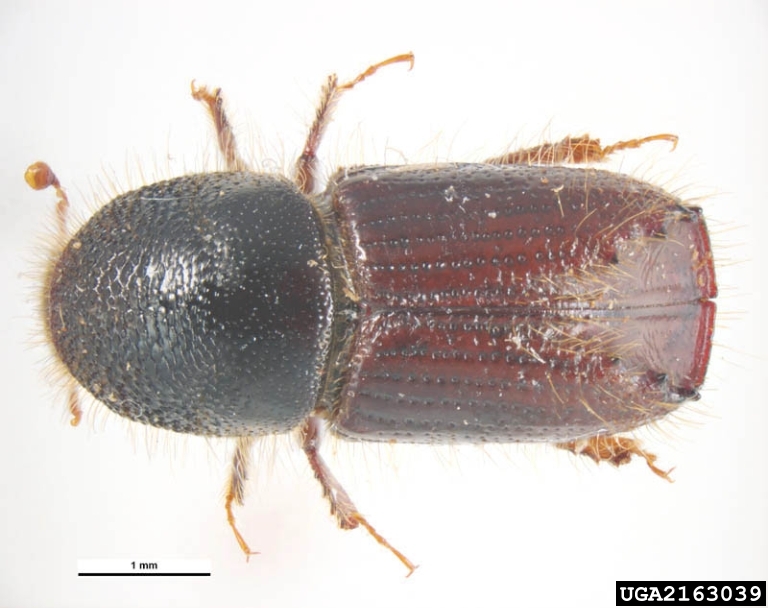 Ips typographus L.