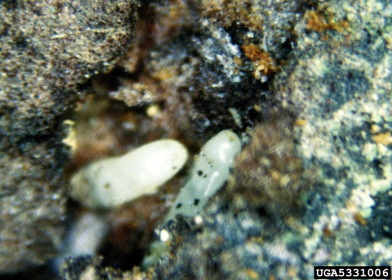 Tetropium fuscum 