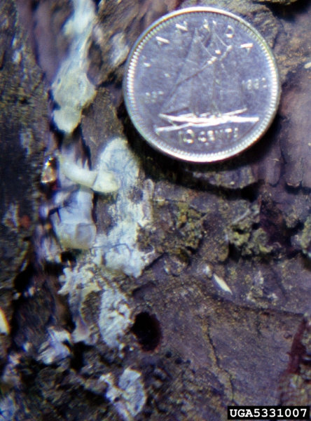 Tetropium fuscum 