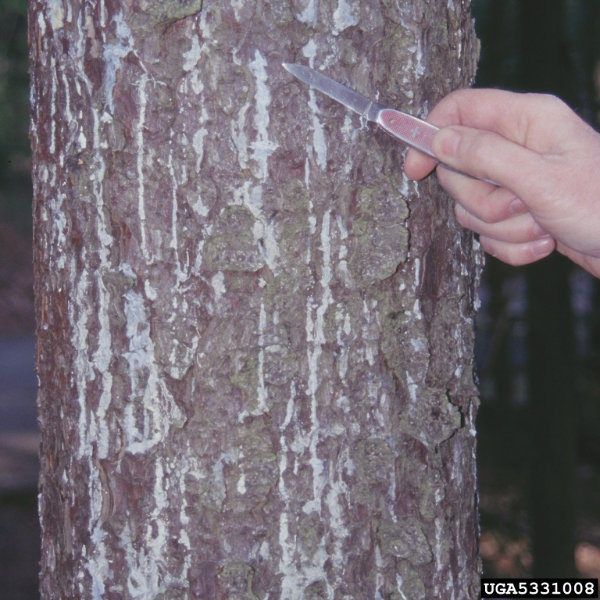 Tetropium fuscum 