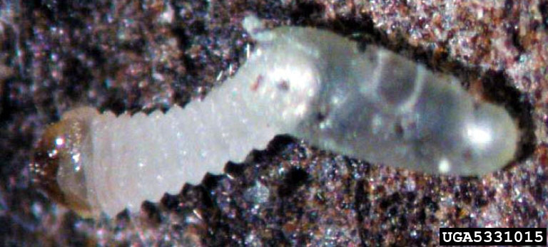 Tetropium fuscum 