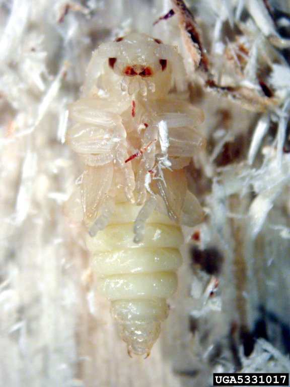 Tetropium fuscum 
