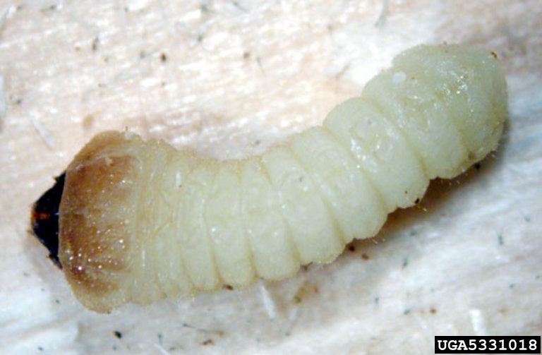 Tetropium fuscum 