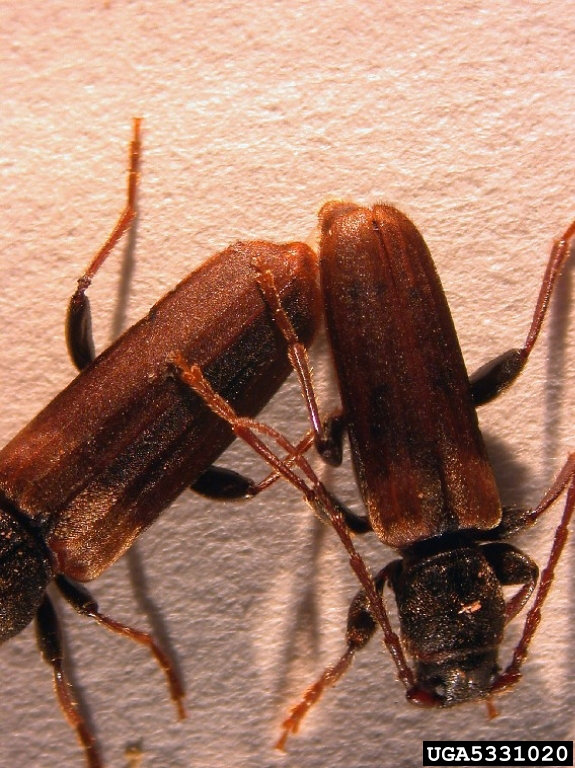 Tetropium fuscum 