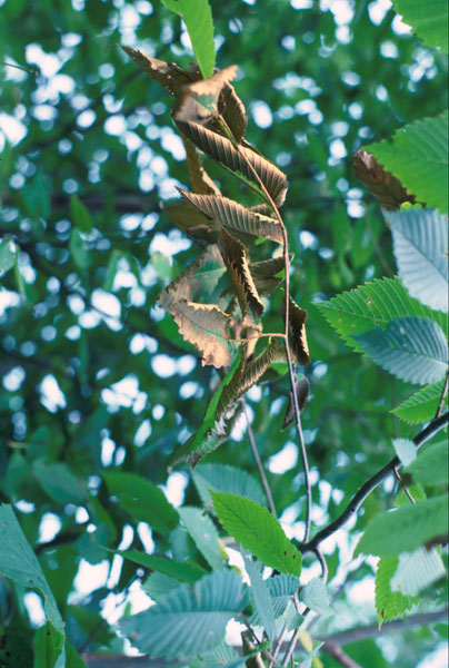 Ophiostoma ulmi (Buisman) Nannf.