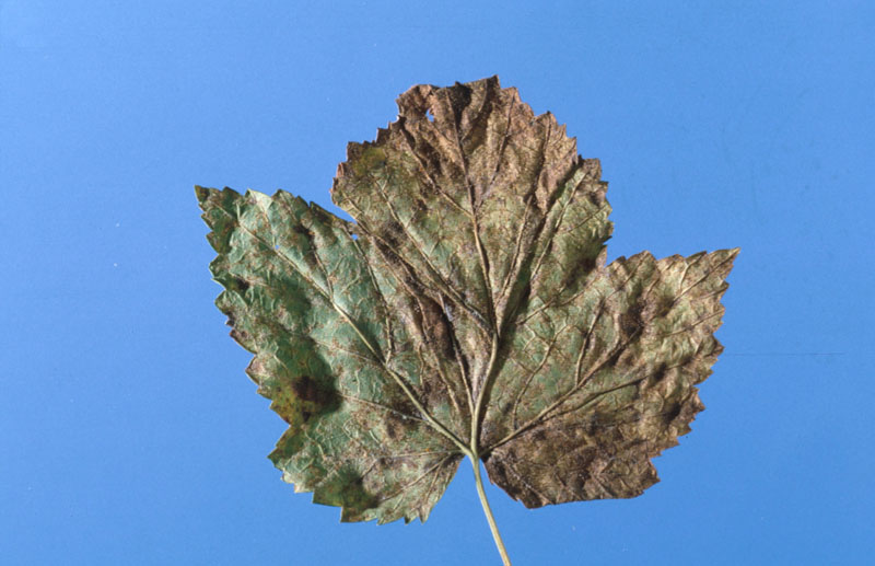 Cronartium ribicola 