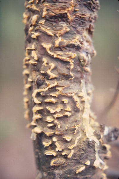 Cronartium ribicola 