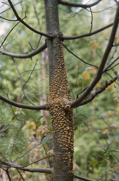 Cronartium ribicola 