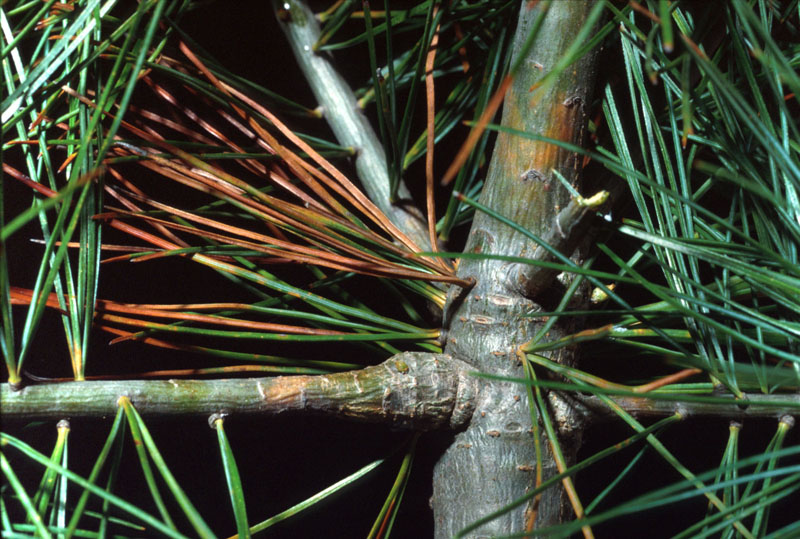 Cronartium ribicola 
