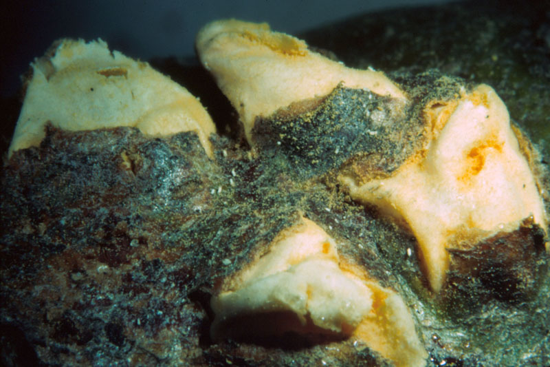 Cronartium ribicola 