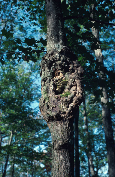 Eutypella parasitica R.W. Davidson & R.C. Lorenz