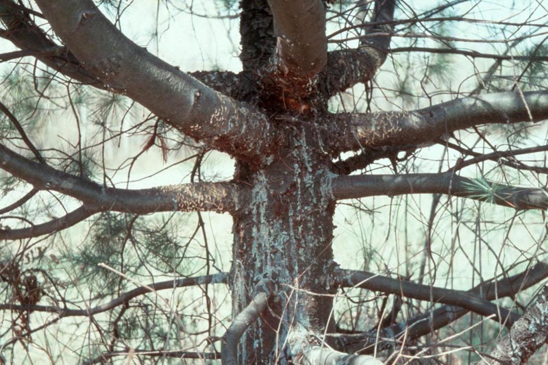 Cronartium ribicola J.C. Fisch.