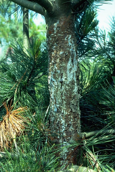 Cronartium ribicola 